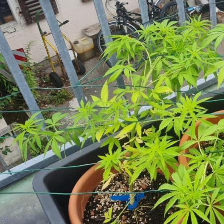 LoisenFarm: GOCO Outdoor (Findling)