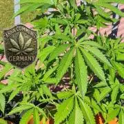 TRCH OSS OUTDOOR (Gnadenhof Loisenfarm)