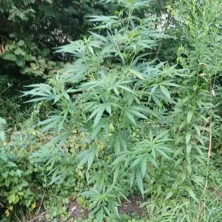 White ICE #1 Gen5 Outdoor