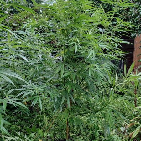 White ICE #1 Gen5 Outdoor