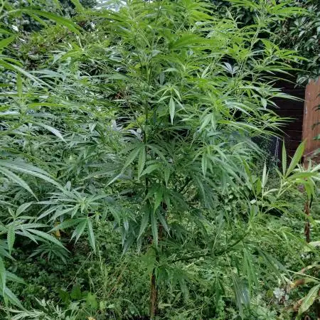 White ICE #1 Gen5 Outdoor