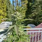 LoisenFarm: GOCO Outdoor (Findling)