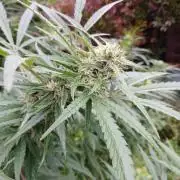 WhiteICE #1-G5 Outdoor