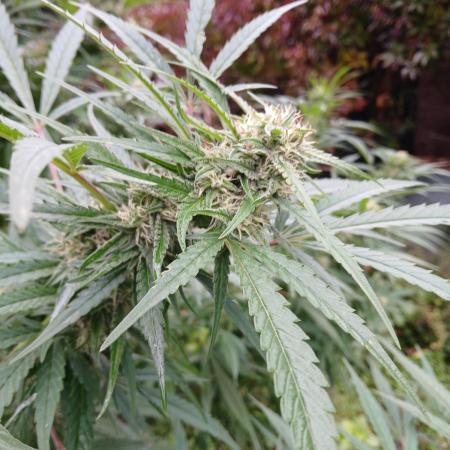 WhiteICE #1-G5 Outdoor