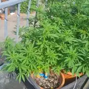 LoisenFarm: GOCO Outdoor (Findling)