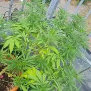 LoisenFarm: TRCH OSS OUTDOOR