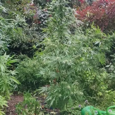 White ICE #1 Gen5 Outdoor
