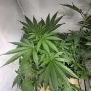 Dr.SkunkyKush: HUBU DopeBois & Sleezy