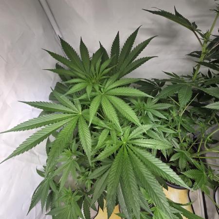 Dr.SkunkyKush: HUBU DopeBois & Sleezy