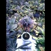 Eternity Grow Cup 2025 - Plagron&Zamnesia - Bonzai ftw