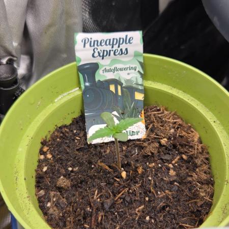 Dr.Skush: SeedSupplier: PIEX Auto