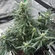 Dr.HanfDampf: SLEH Auto Seedsupplier