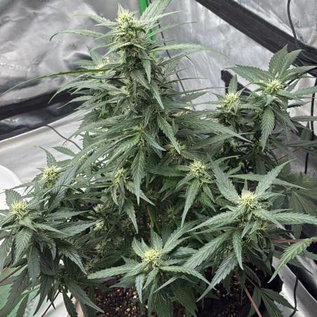 Dr.HanfDampf: SLEH Auto Seedsupplier