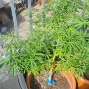 LoisenFarm: GOCO Outdoor (Findling)