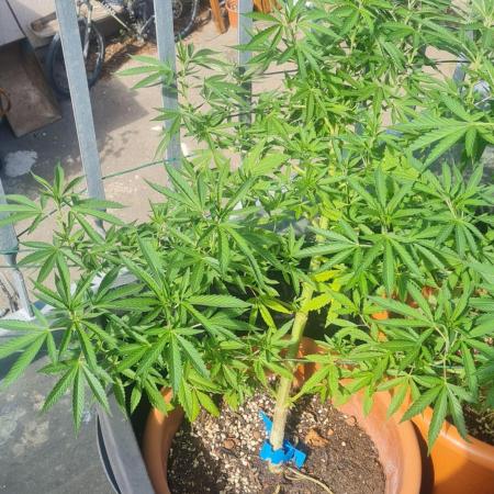 LoisenFarm: GOCO Outdoor (Findling)