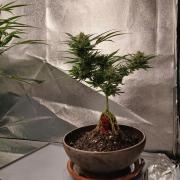 Bonzai #2 - White I.C.E. #1 Gen5