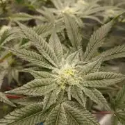 DAIN RDWC TopShelfClones.at Cut#8Cultiva