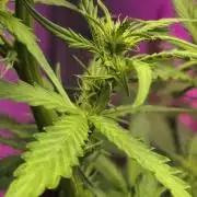 Dr.SkunkyKush: PIEX Auto