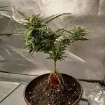 Bonzai #2 - White I.C.E. #1 Gen5