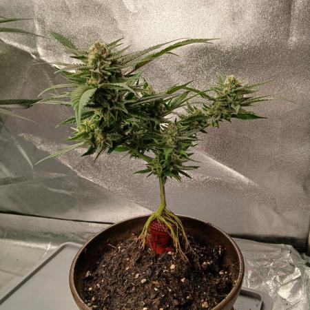 Bonzai #2 - White I.C.E. #1 Gen5