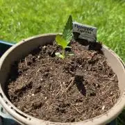 Dr.SkunkyKush: SeedSupplier: PIEX Auto