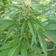 LoisenFarm: GOCO Outdoor (Findling)