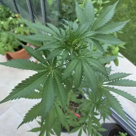 Dr.SkunkyKush: PIEX Auto