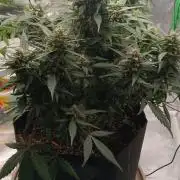 Dr.HanfDampf: SLEH Auto Seedsupplier