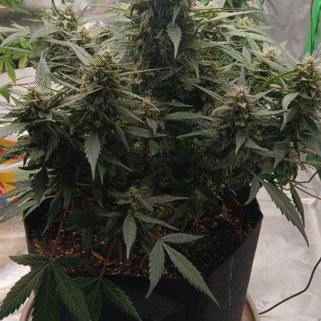 Dr.HanfDampf: SLEH Auto Seedsupplier