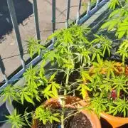 LoisenFarm: GOCO Outdoor (Findling)