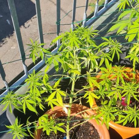 LoisenFarm: GOCO Outdoor (Findling)