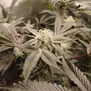 DAIN RDWC TopShelfClones.at Cut#8Cultiva