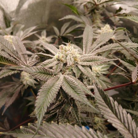 DAIN RDWC TopShelfClones.at Cut#8Cultiva