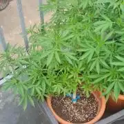 LoisenFarm: GOCO Outdoor (Findling)
