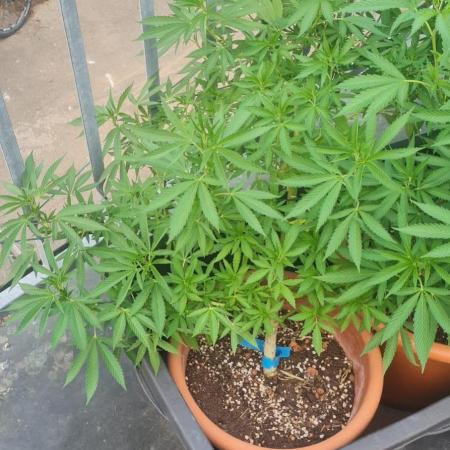 LoisenFarm: GOCO Outdoor (Findling)