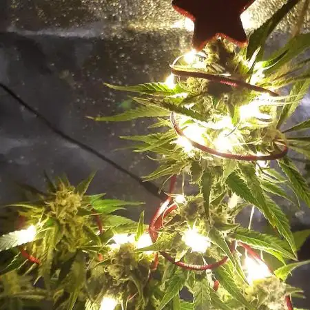 White ICE Christmas-Trees