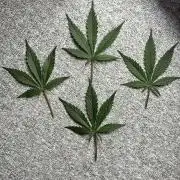 Dr.HanfDampf: SLEH Auto Seedsupplier