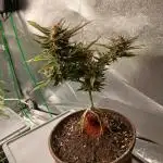 Bonzai #2 - White I.C.E. #1 Gen5