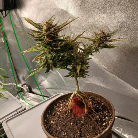 Bonzai #2 - White I.C.E. #1 Gen5