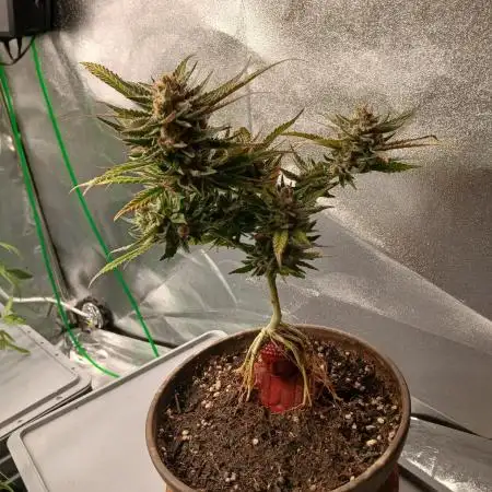 Bonzai #2 - White I.C.E. #1 Gen5