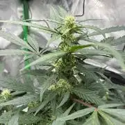 Dr.HanfDampf: SLEH Auto Seedsupplier