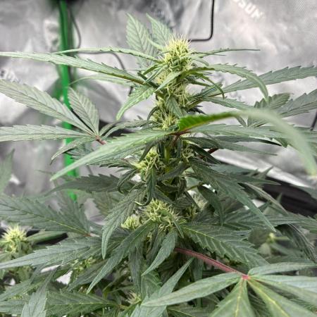 Dr.HanfDampf: SLEH Auto Seedsupplier