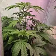Dr.SkunkyKush: HUBU DopeBois & Sleezy