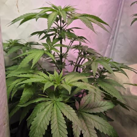 Dr.SkunkyKush: HUBU DopeBois & Sleezy