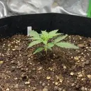 Dr.HanfDampf: SLEH Auto Seedsupplier