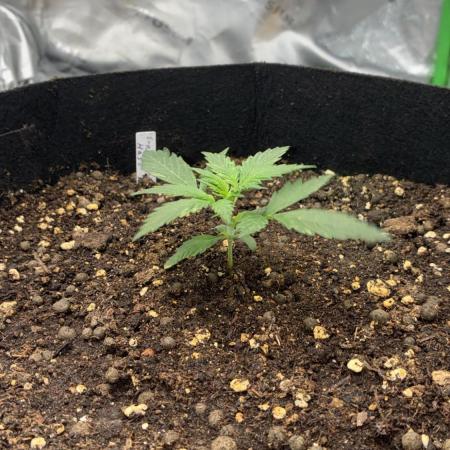 Dr.HanfDampf: SLEH Auto Seedsupplier