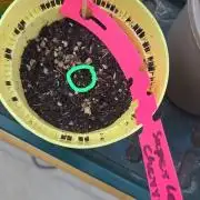 Dr.SkunkyKush: SLEC #4