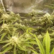 White ICE Christmas-Trees
