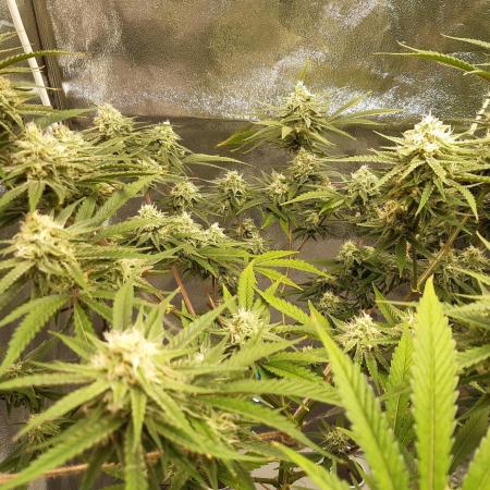 White ICE Christmas-Trees