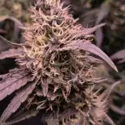Dr.SkunkyKush: HUBU DopeBois & Sleezy